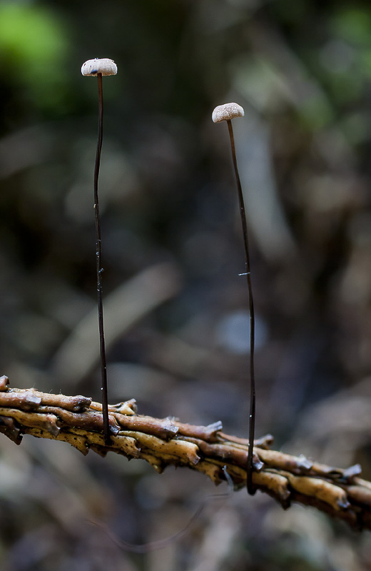 Gymnopus androsaceus